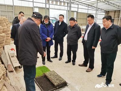 科技興農新篇章 工廠化育秧與網絡技術服務協同助力農民增收